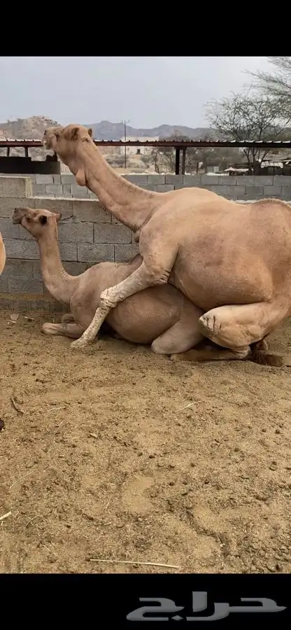 بعير للبيع فحل 1