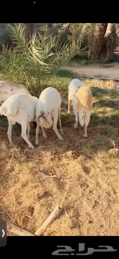 سواكني رفيدي  برابر 0