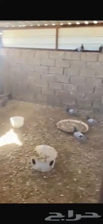 حمام للبيع 5