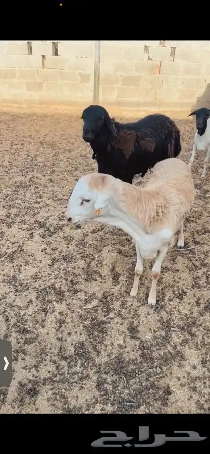 سواكني رفيدي  برابر 4