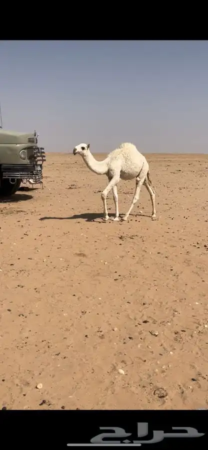 للبيع حشو 0