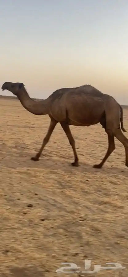 ناقه صفراء ضريبه 0