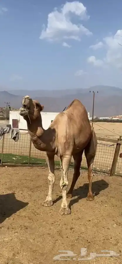 بعير للبيع فحل 0