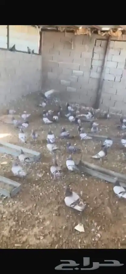 حمام للبيع 2