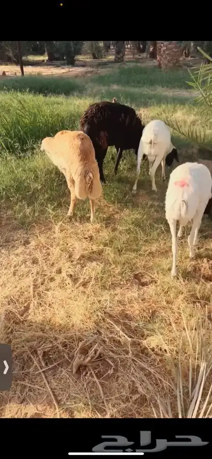 سواكني رفيدي  برابر 2