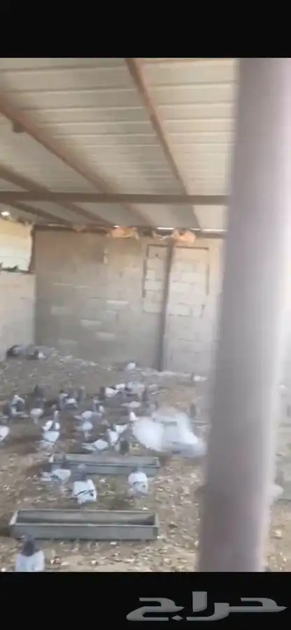 حمام للبيع 9