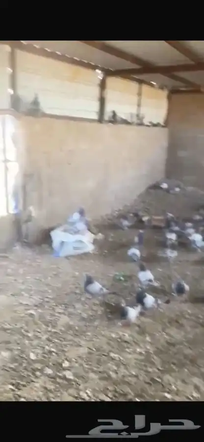 حمام للبيع 8