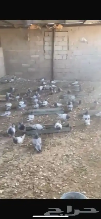 حمام للبيع 7