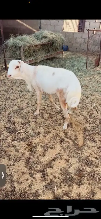 سواكني رفيدي  برابر 3