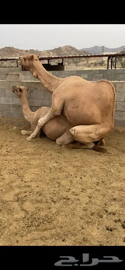 بعير للبيع فحل 2