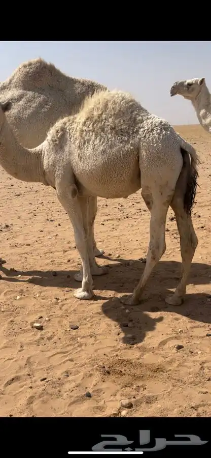 للبيع حشو 1