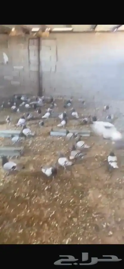 حمام للبيع 1