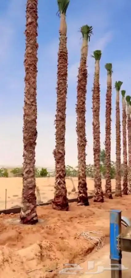 نخل واشنطن زينه للبيع 12