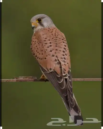 طيور الباشك للبيع السوم يبدا من 50 1