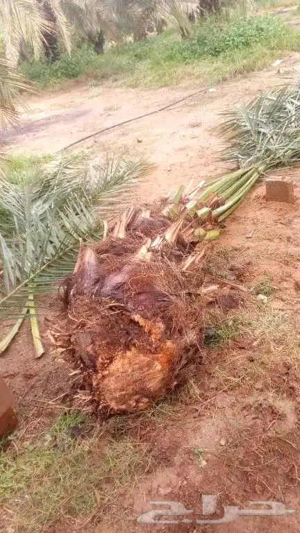 يوجد لدينا عمال تحيض وتكريب وبنا حجر وقلع فروخ 4