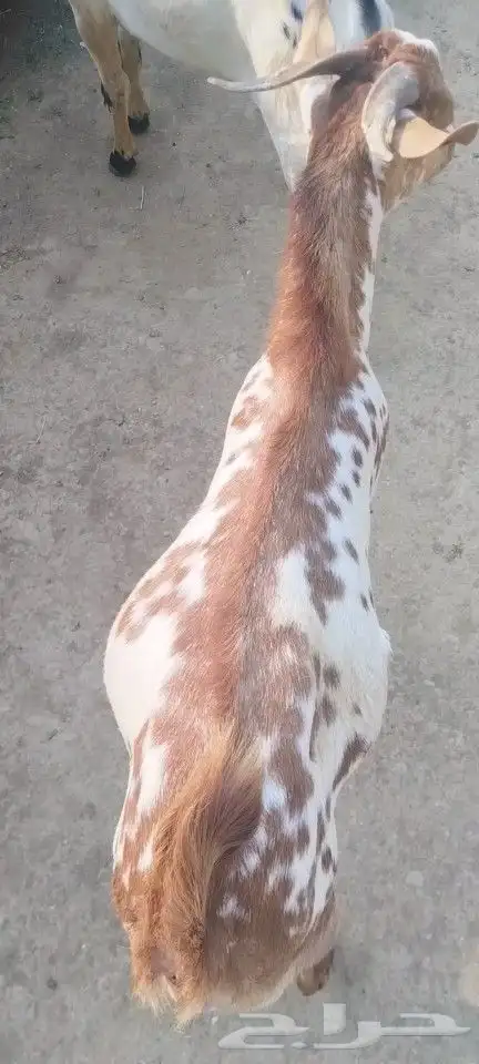 تيوس وخرفان محايل عسير يوجد توصيل 3