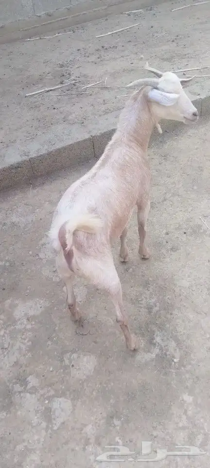 تيوس وخرفان محايل عسير يوجد توصيل 4