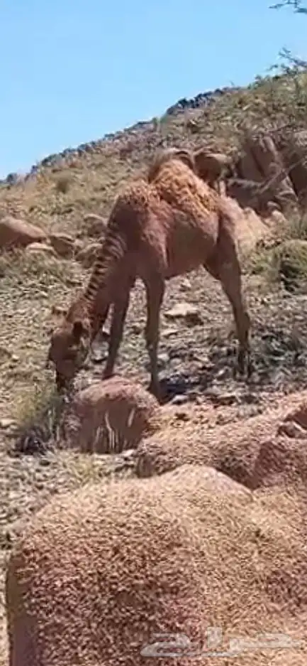 ابل حمر لقيح وخلفات 1