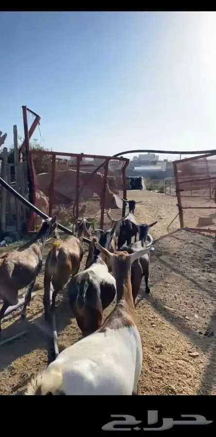 معزا للبيع 0