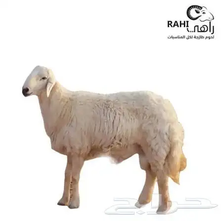 مطلوب حريات دفيع او جذعات 0