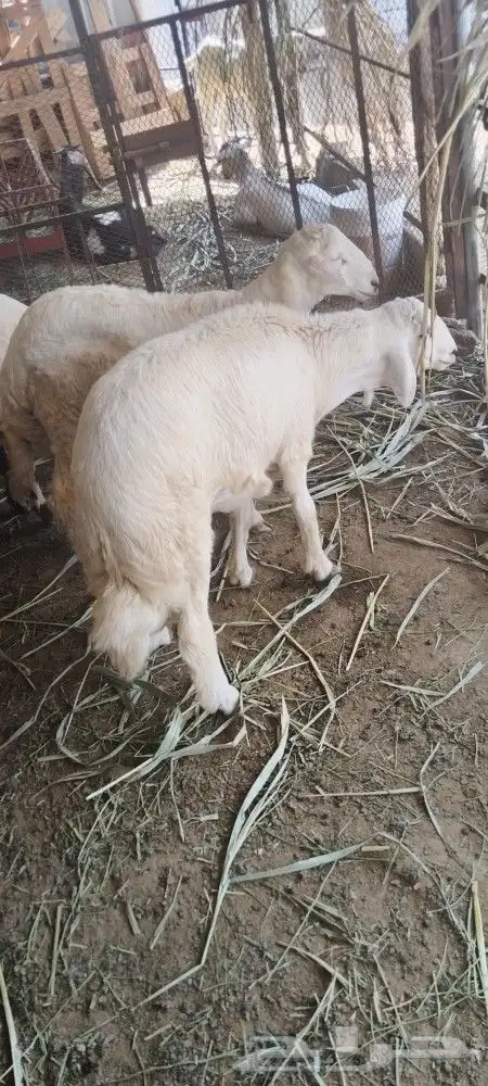 تيوس وخرفان محايل عسير يوجد توصيل 2