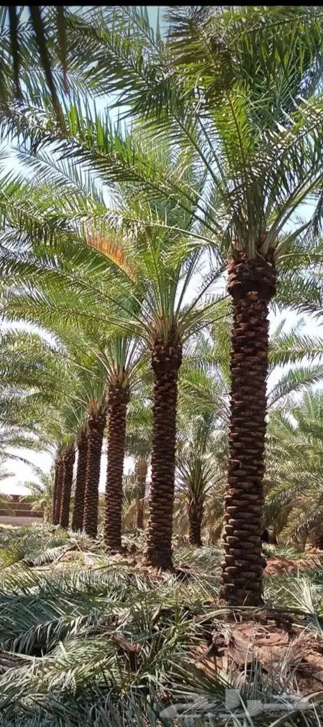 توريد وتركيب جميع انواع المقاست النخيل العربي في انح المملكه 3