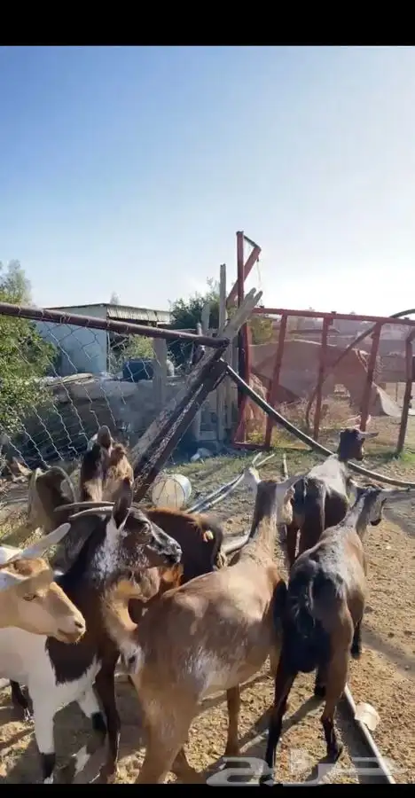 معزا للبيع 1