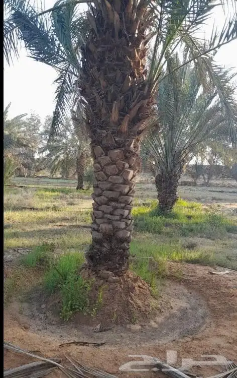 نخل بحجام كبيره من مترين الا خمسه متر 0