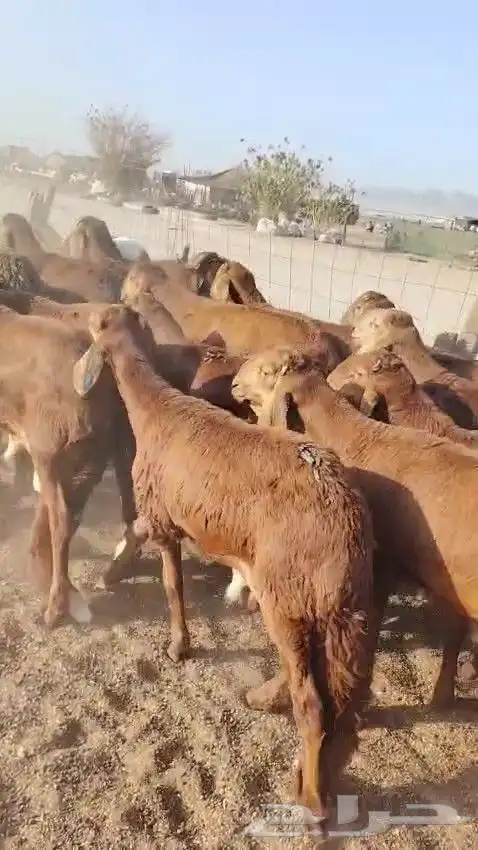 خرفان سواكن حمري 3