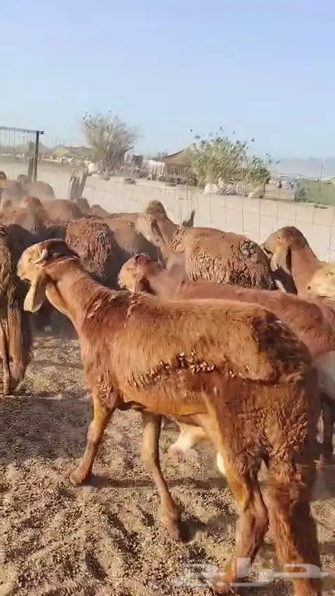 خرفان سواكن حمري 0