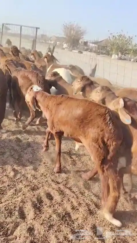 خرفان سواكن حمري 2