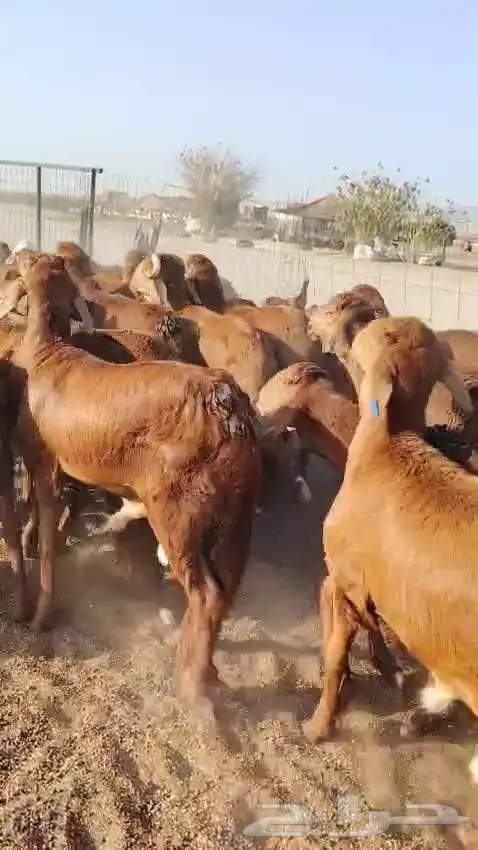 خرفان سواكن حمري 1