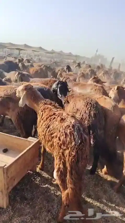 خرفان سواكن حمري 5