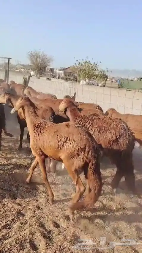 خرفان سواكن حمري 4