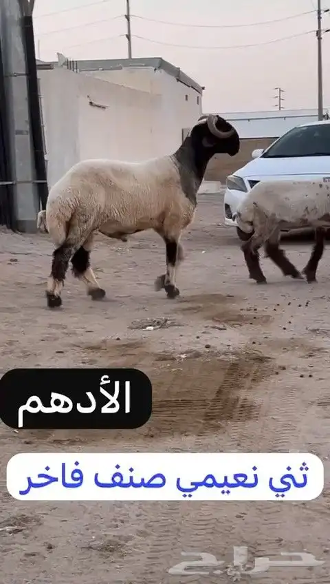 ثني نعيمي صنف فاخر للبيع 6