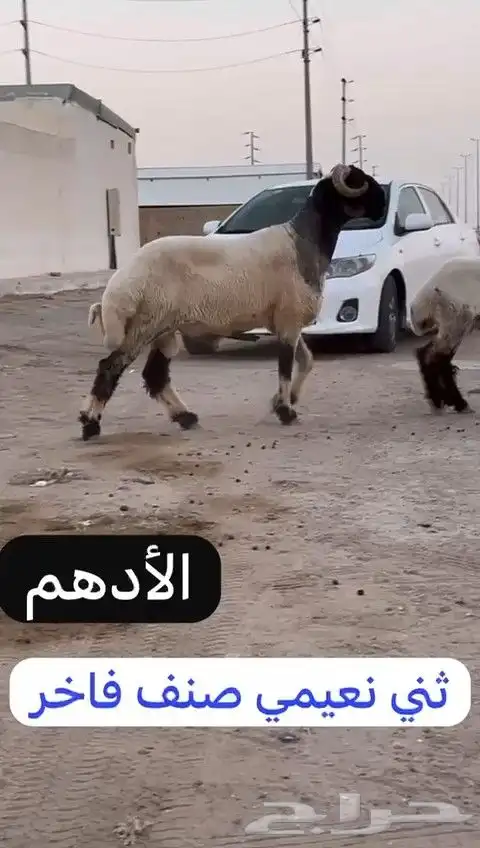 ثني نعيمي صنف فاخر للبيع 4