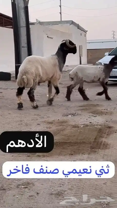 ثني نعيمي صنف فاخر للبيع 7