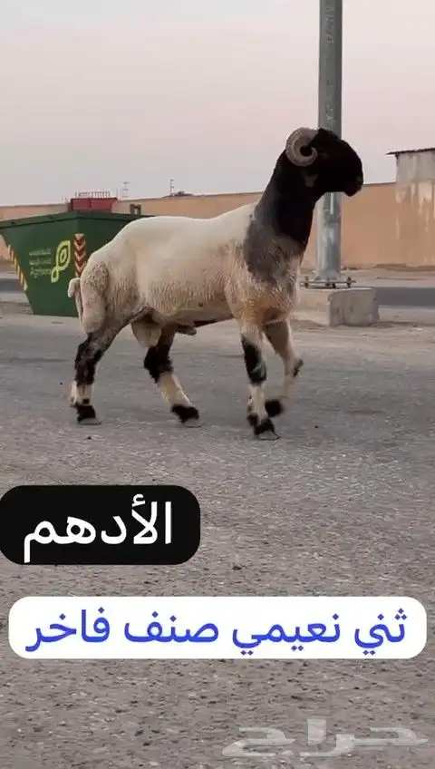 ثني نعيمي صنف فاخر للبيع 1