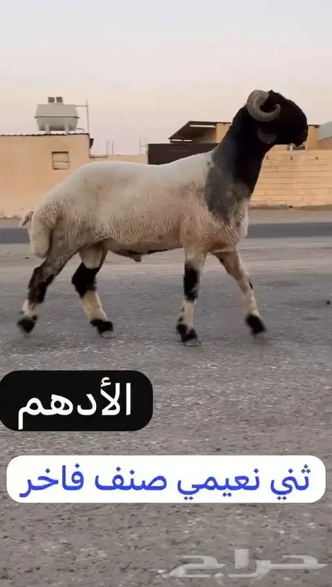 ثني نعيمي صنف فاخر للبيع 0