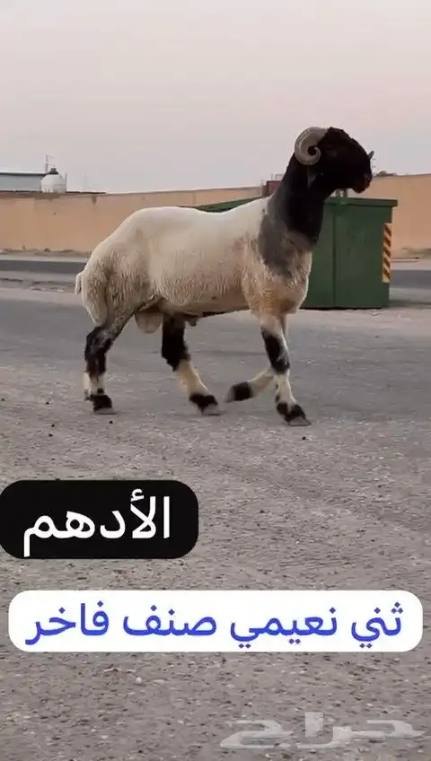 ثني نعيمي صنف فاخر للبيع 2