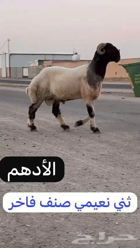 ثني نعيمي صنف فاخر للبيع 5