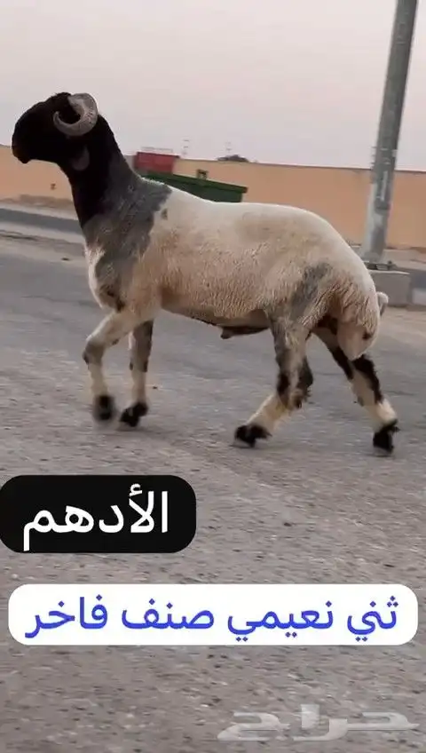 ثني نعيمي صنف فاخر للبيع 9