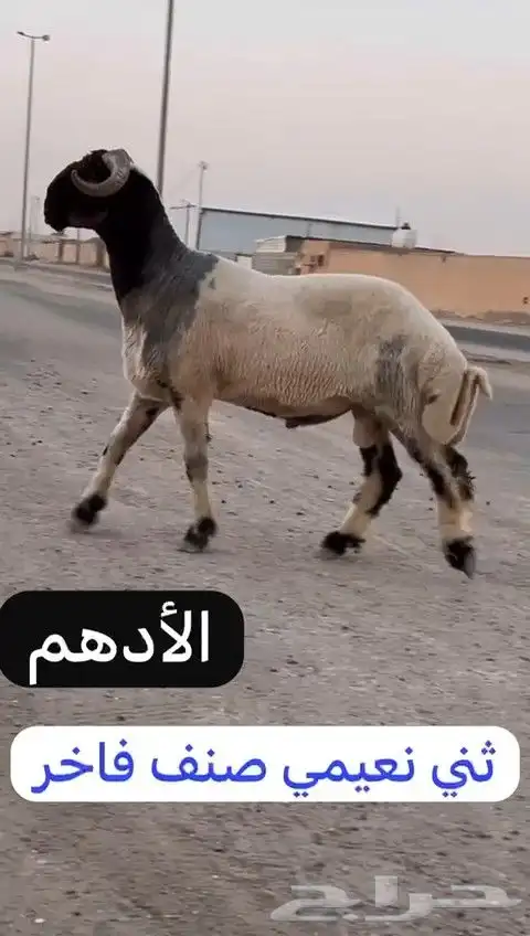 ثني نعيمي صنف فاخر للبيع 8