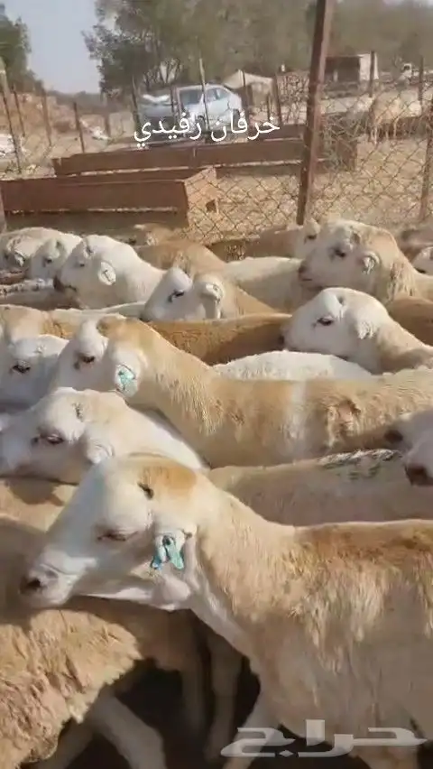 خرفان رفيدي مرابي 4