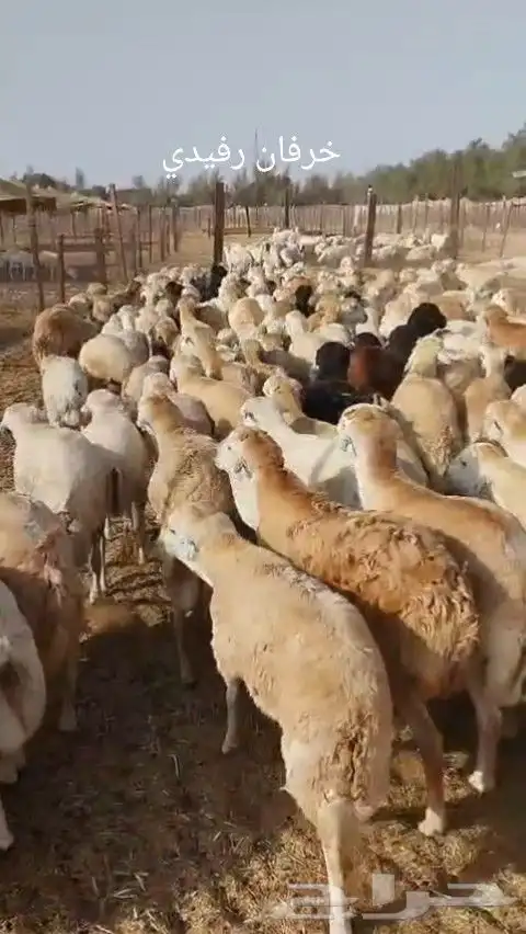 خرفان رفيدي مرابي 5
