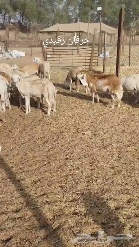 خرفان رفيدي مرابي 0