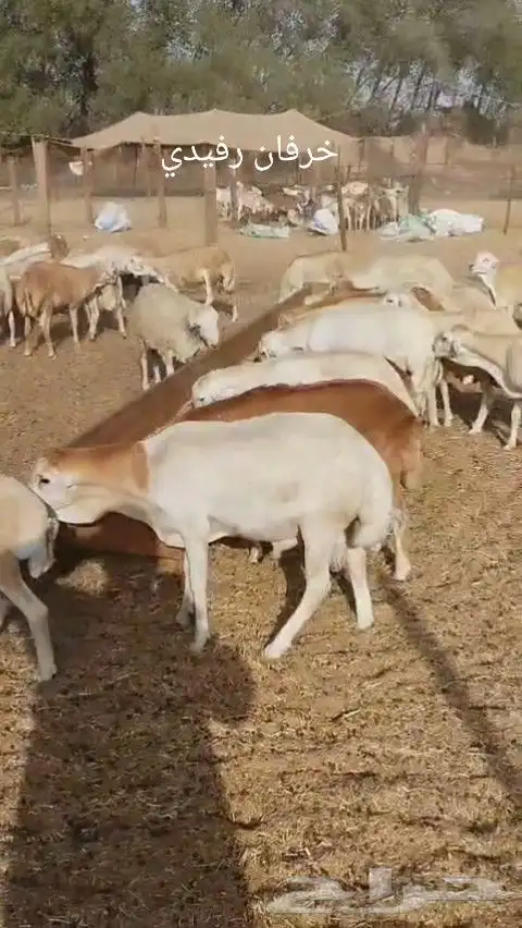 خرفان رفيدي مرابي 6