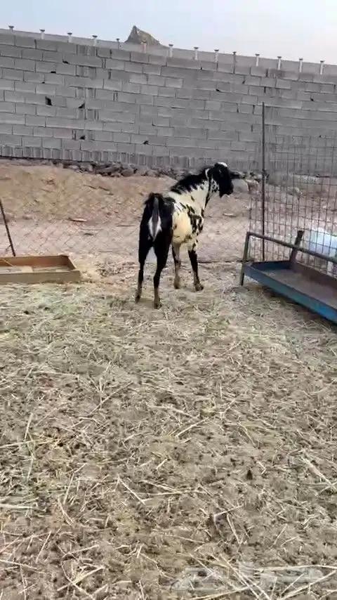 تيس بيشي امرخ فاخر جرم مشروط ضراب و مالطيه 3