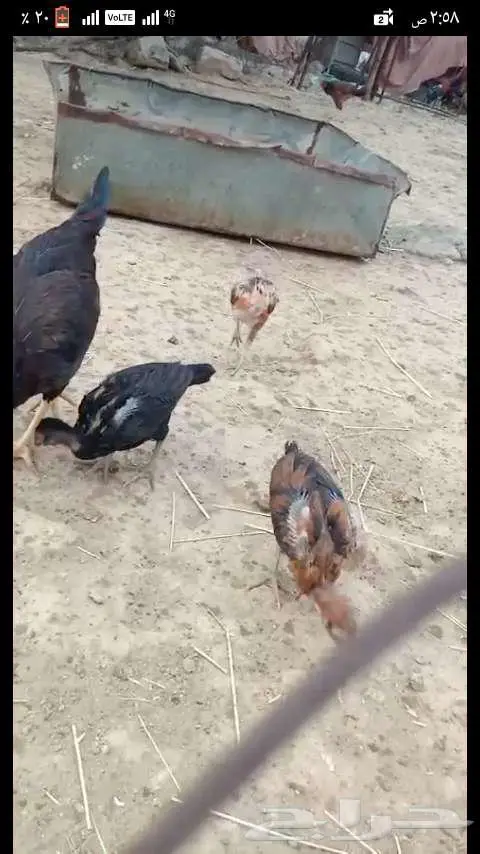 دجاج باكستاني 1