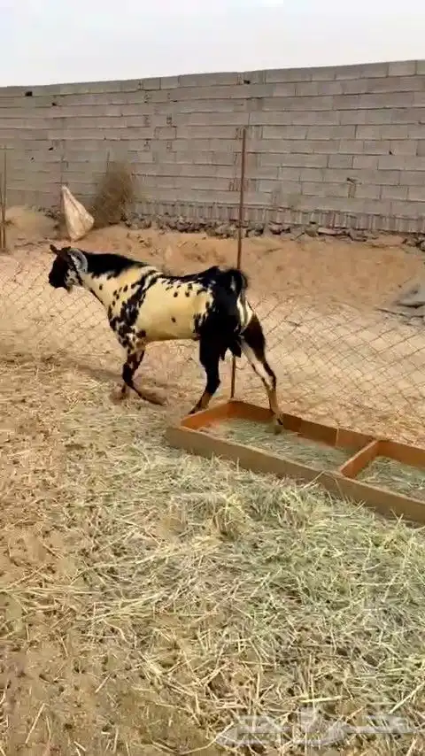 تيس بيشي امرخ فاخر جرم مشروط ضراب و مالطيه 5